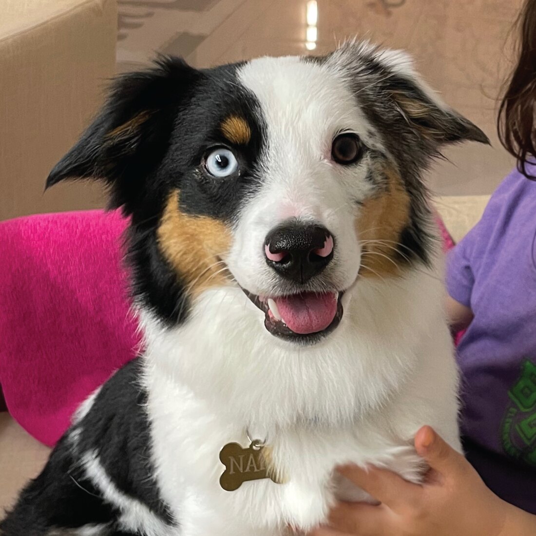 Nami, a mini Aussie with two different-colored eyes