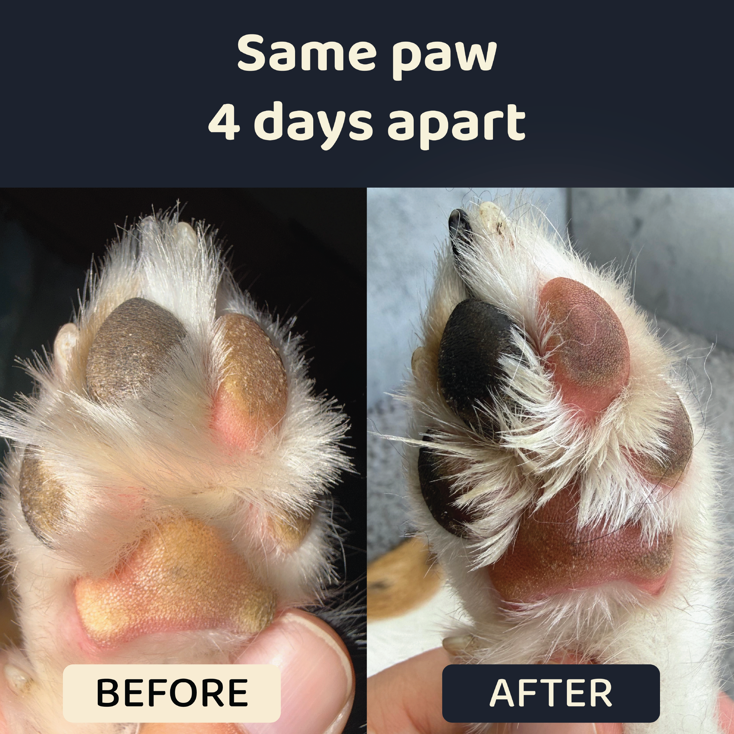 Nami's Paw Balm for Hard-Working Paws
