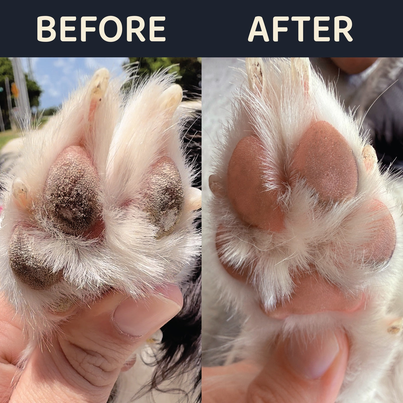 The same dog paw before and after, rough and darkened before, smooth and clean after